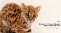 Rare New Cat Species Found in Bolivia’s Forests